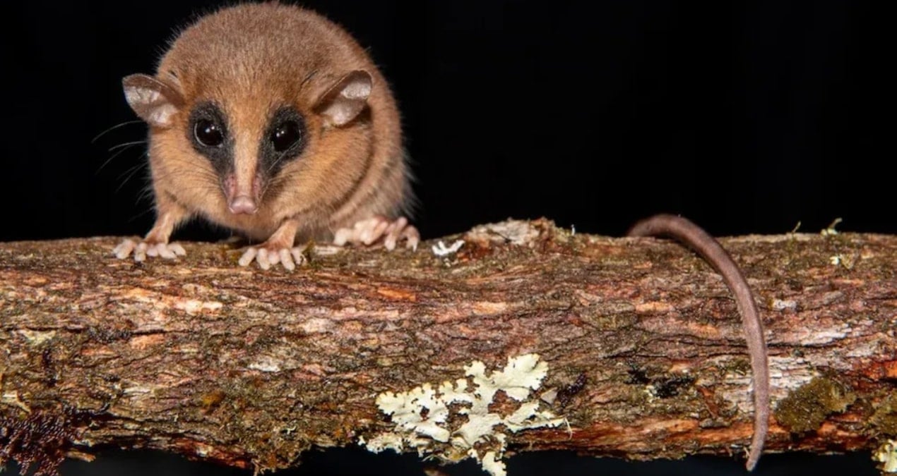 Bulut Ormanı’nda gizemli bir canlı keşfedildi