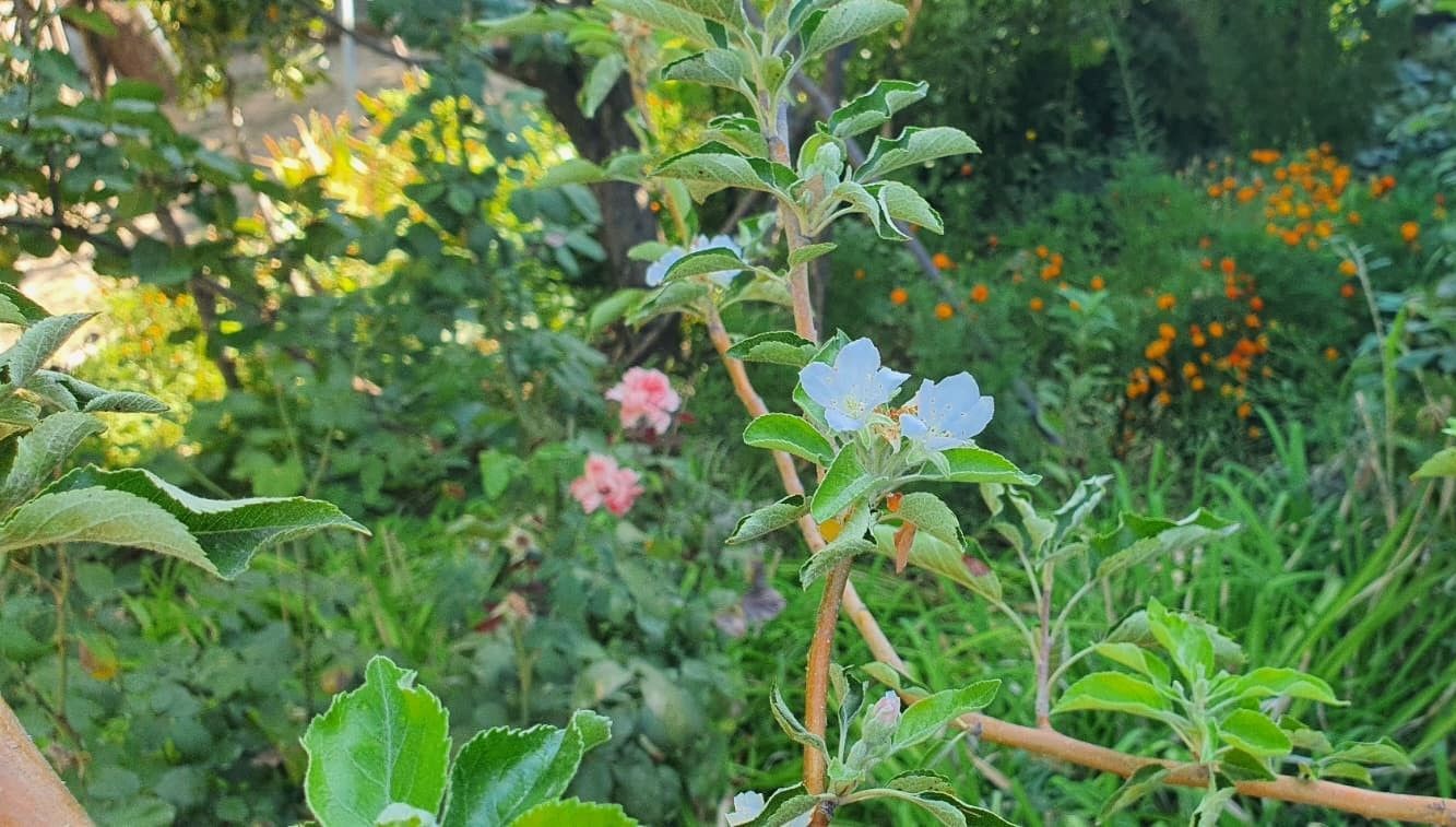 Elma ağacı sonbaharda çiçek açtı