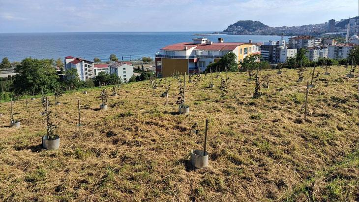 Fındıkta rekolte artıracak çalışma