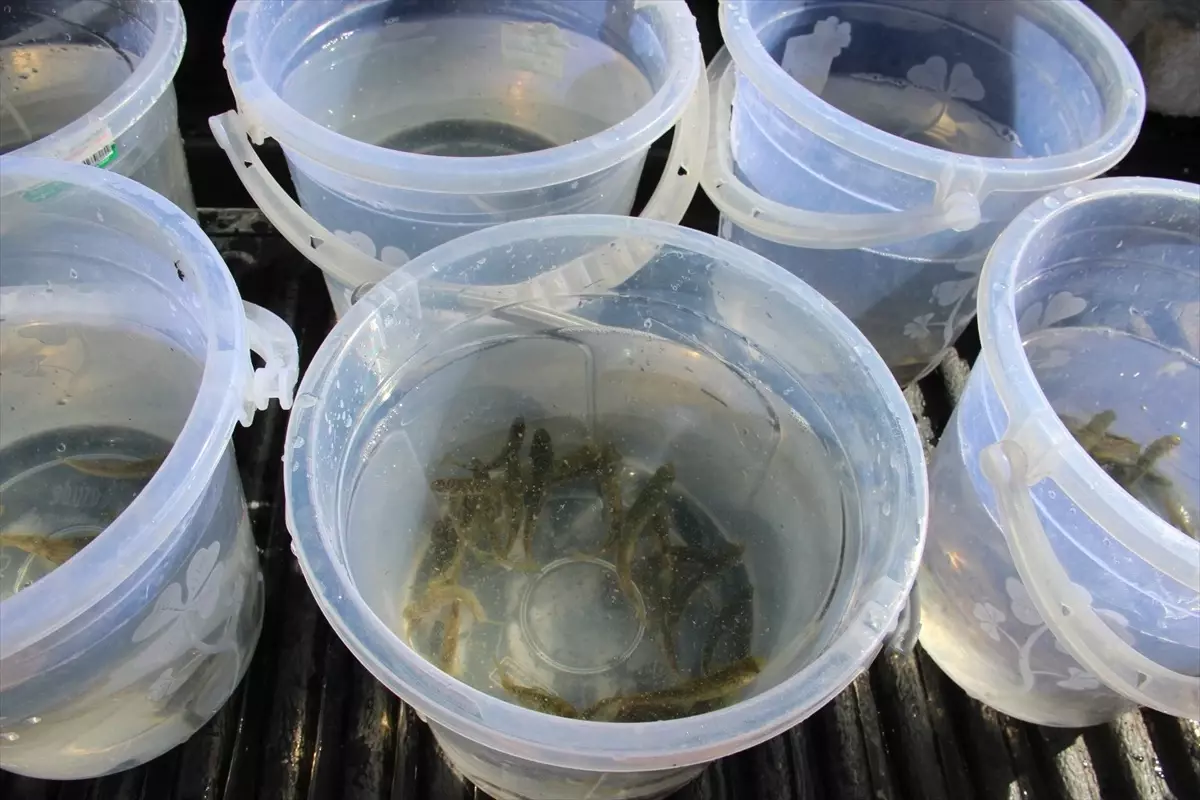 Kırşehir’de 3 Bin Alabalık Gölete Salındı