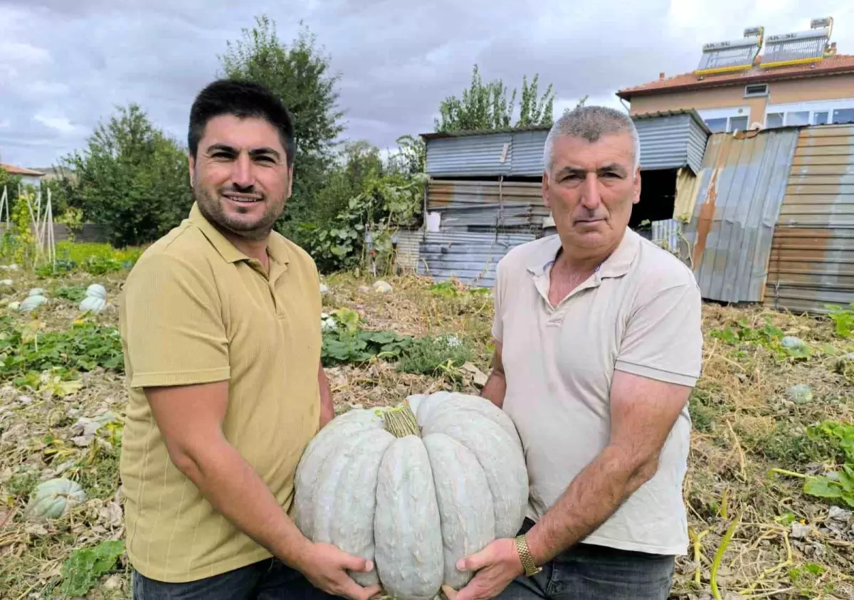 Şuhut’ta Balkabağı Hasadı Başladı