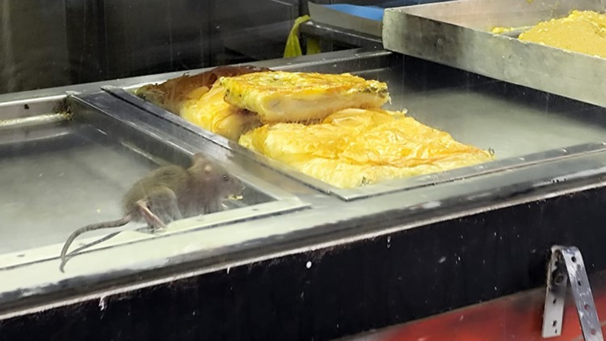 İzmir’de mide bulandıran görüntü: Börek tezgahında fare