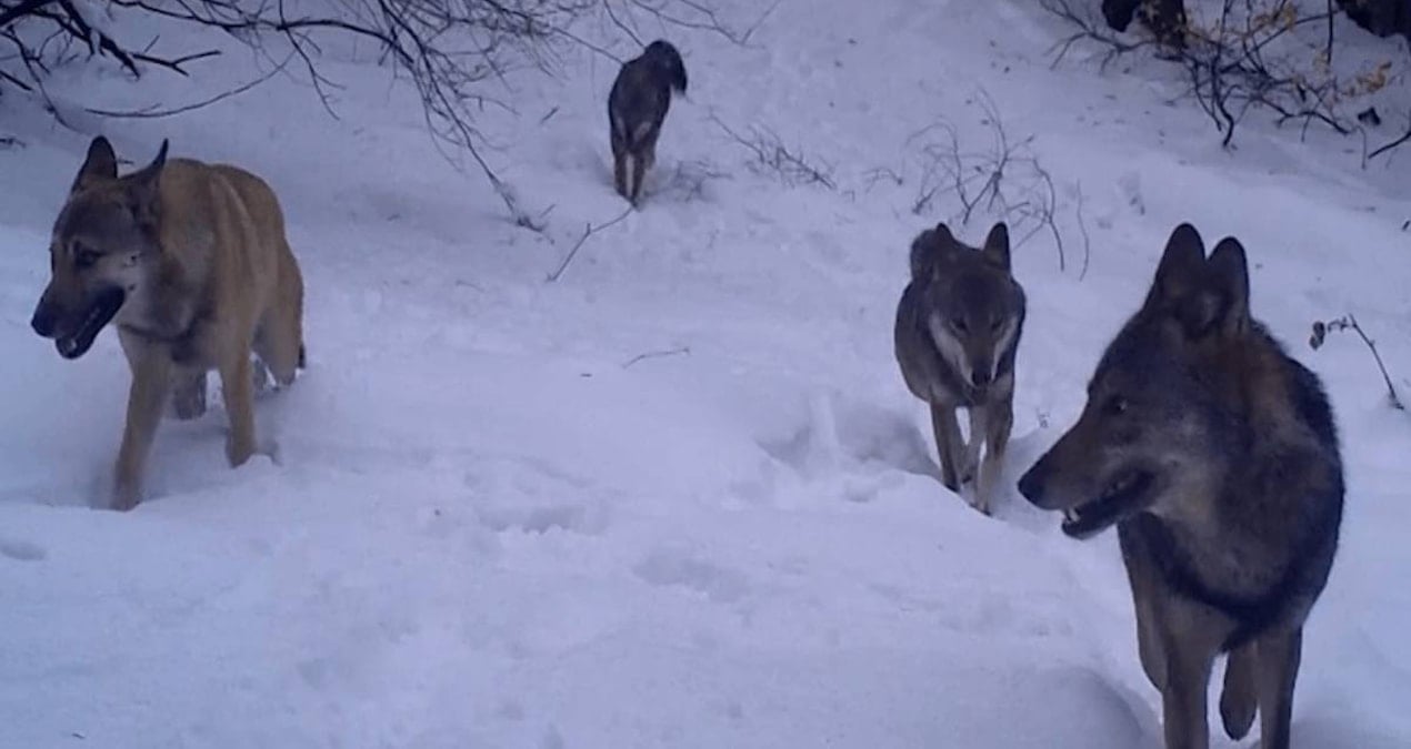 Kurtlar dışında bu sürüngen hayvanlar da sürü halinde avlanıyor: Bilim dünyasını şaşırtan keşif