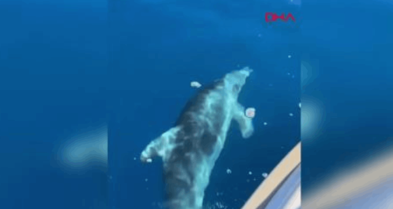 Muğla’da teknenin yanında yüzen yunus sürüsü kamerada