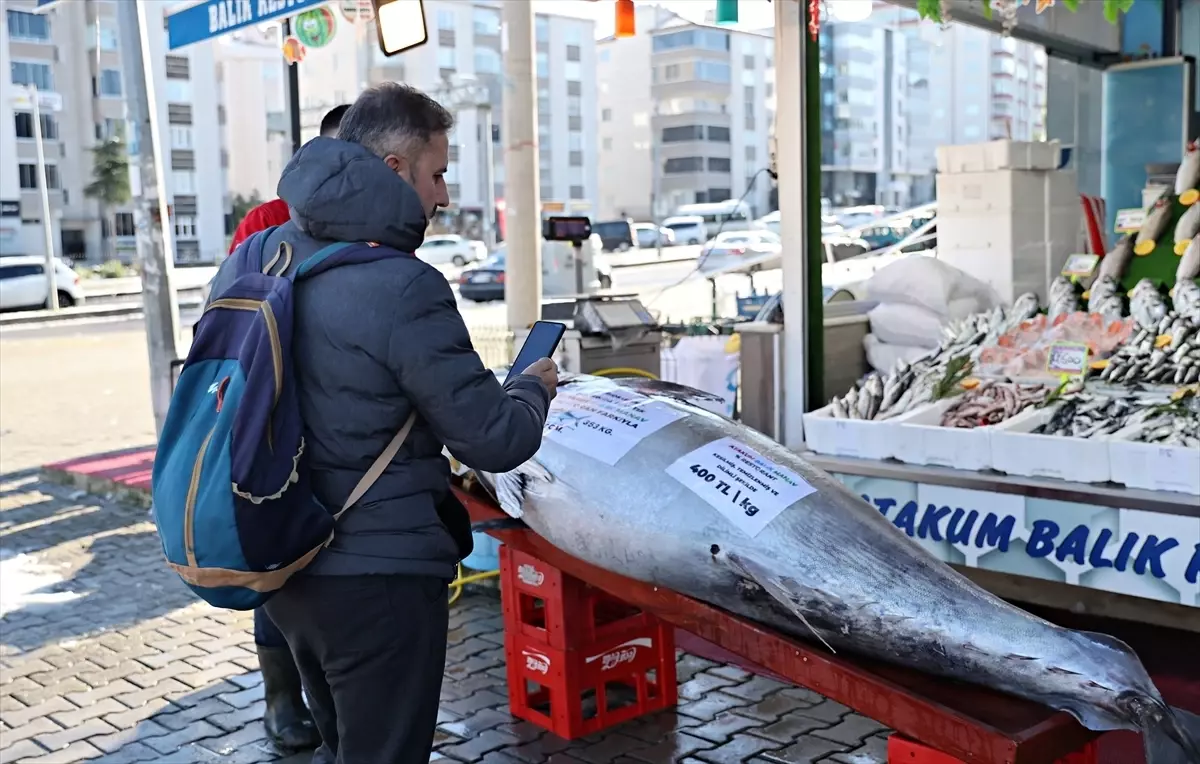 Akçakoca’da 353 Kg Orkinos Satışta
