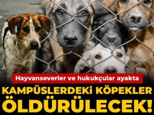 kampuslerdeki-kopekler-oldurulecek-hayvanseverler-ve-hukukcular-ayakta-94S1BjUB