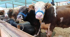 resmi-aciklama-yapildi-trakyaya-kurbanlik-hayvan-sokulmayacak-hLX8nmEX