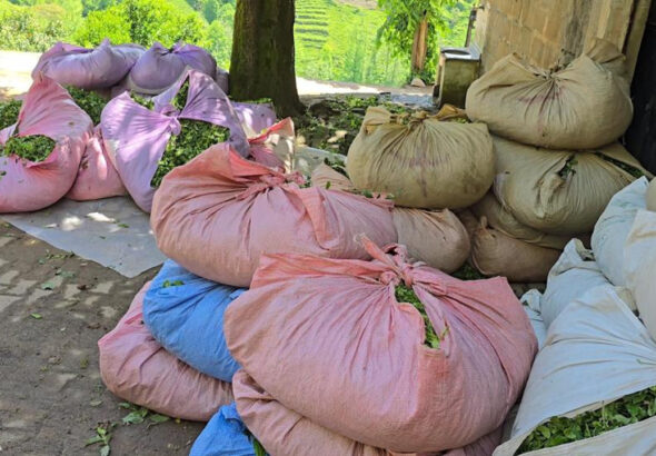 caykur-yeni-sezonu-acti-ilk-gunde-900-ton-yas-cay-alindi-l2JuVher